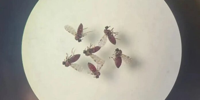 rio-de-janeiro-registra-mais-uma-morte-causada-pela-febre-do-oropouche