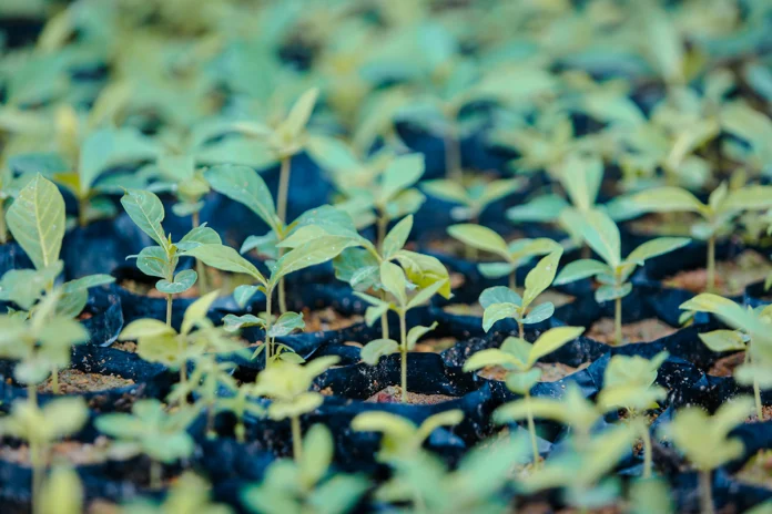 mapeamento-revela-as-melhores-areas-para-restauracao-florestal-no-planeta