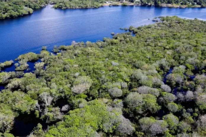 fundo-amazonia-bate-recorde-de-aprovacao-de-recursos-no-1o-semestre