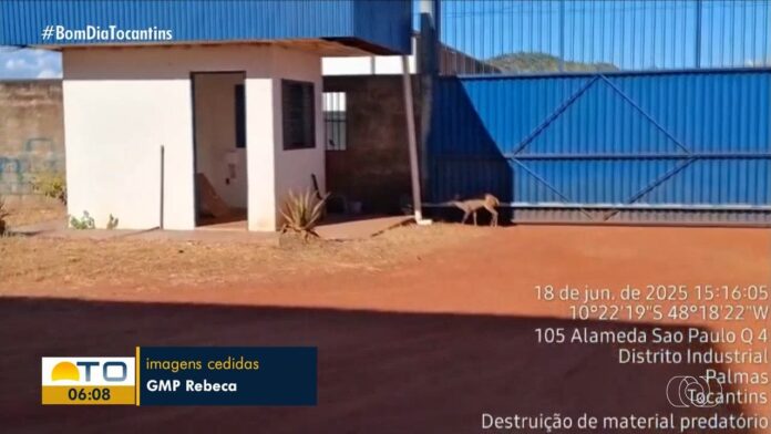 videos:-bom-dia-tocantins-de-quinta-feira,-19-de-junho-de-2025