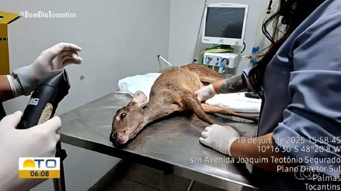 filhote-de-veado-e-resgatado-apos-ser-encontrado-com-ferimentos-nas-patas-e-boca