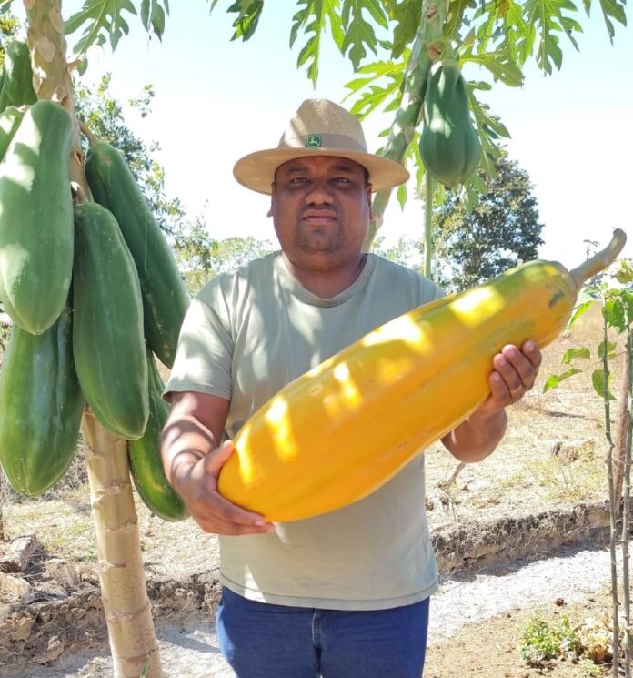 dono-de-propriedade-colhe-mamao-gigante-de-quase-sete-quilos-no-tocantins:-‘acima-da-media’