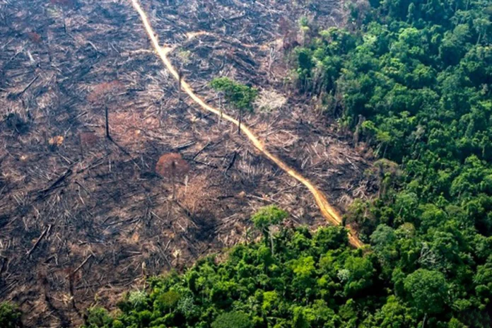 incendios-ameacam-biodiversidade-ate-em-florestas-que-nao-pegaram-fogo incendios-ameacam-biodiversidade-ate-em-florestas-que-nao-pegaram-fogo