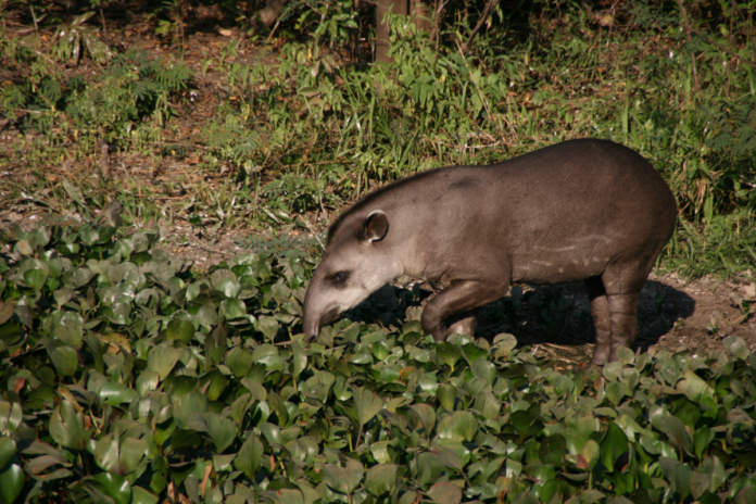 antas-reaparecem-na-caatinga,-onde-eram-tidas-como-extintas