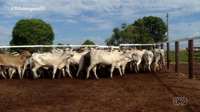 videos:-jornal-do-campo-to-de-domingo,-27-de-julho-de-2025