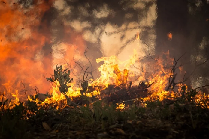 incendios-florestais-devastam-grecia-e-turquia incendios-florestais-devastam-grecia-e-turquia