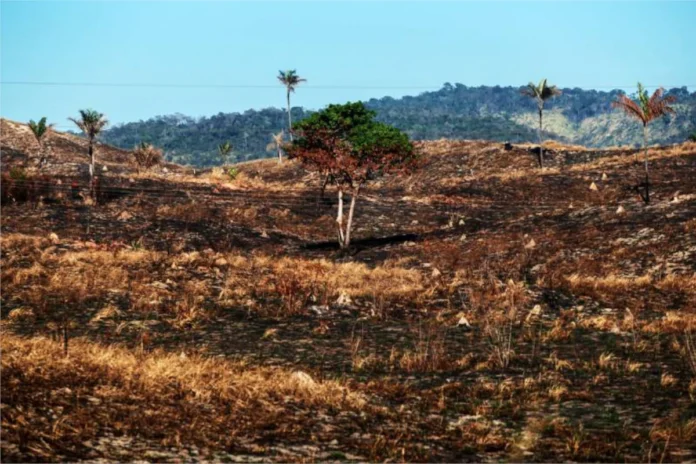 amazonia:-desmatamento-cai-18%-em-junho,-mas-tendencia-anual-e-de-alta
