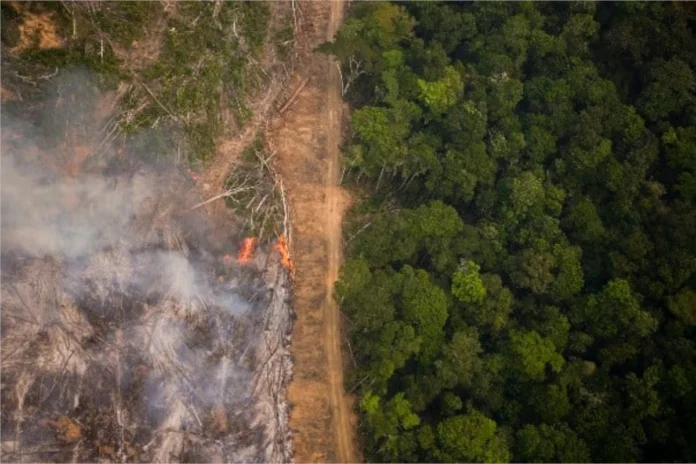 impunidade-segue-como-obstaculo-contra-grilagem-na-amazonia