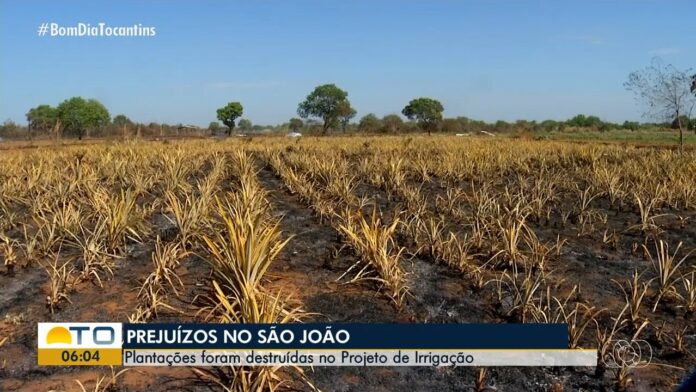 videos:-bom-dia-tocantins-de-sexta-feira,-1o-de-agosto-de-2025