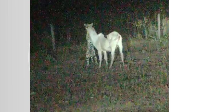 video:-onca-e-flagrada-durante-ataque-a-bezerro-em-pasto-de-fazenda-no-sul-do-tocantins