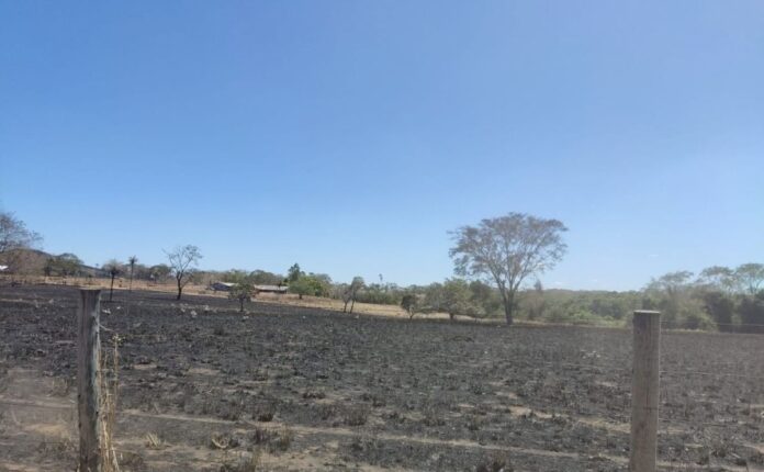 suspeito-de-incendio-criminoso-e-preso-em-flagrante-e-multado-em-r$-459-mil,-diz-pm suspeito-de-incendio-criminoso-e-preso-em-flagrante-e-multado-em-r$-459-mil,-diz-pm