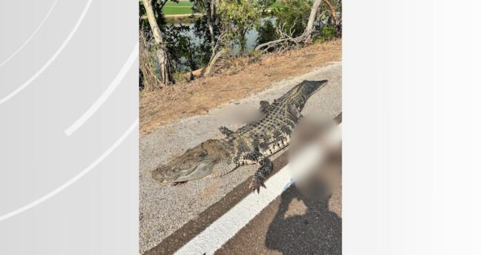 jacare-acu-de-mais-de-2-metros-morre-atropelado-na-br-242;-video