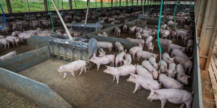 producao-de-carne-suina-e-de-frango-tera-volume-recorde-em-2026