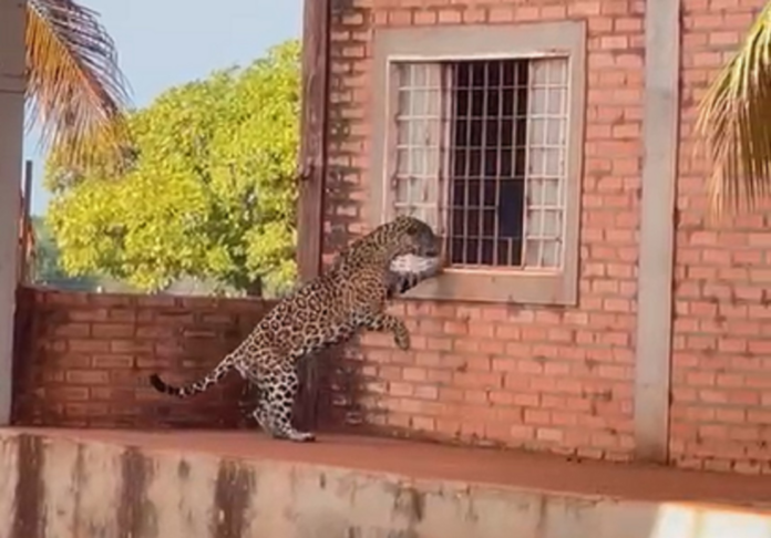 onca-pintada-tenta-entrar-em-sede-de-fazenda-no-tocantins-e-surpreende-trabalhadores;-video