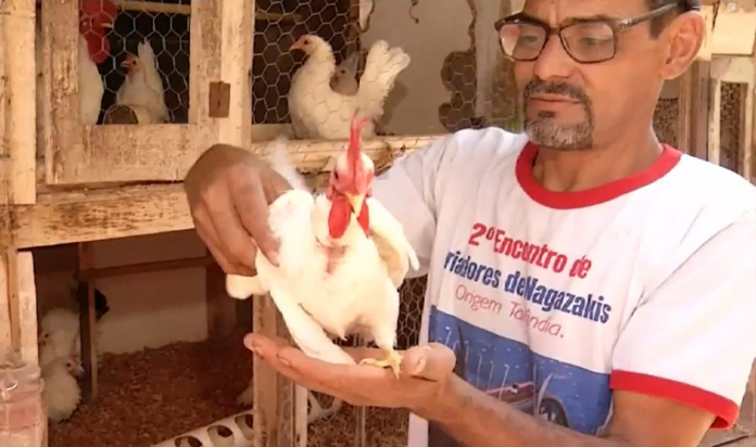pequenas,-doceis-e-delicadas:-galinhas-ornamentais-viram-paixao-de-casal-no-tocantins