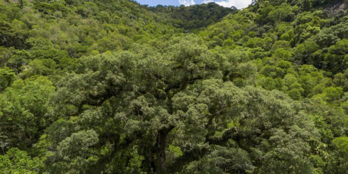 mata-atlantica-perde-2,4-milhoes-de-hectares-em-40-anos