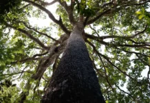 COP30: governo reduz meta de curto prazo para aportes em fundo de florestas cop30:-governo-reduz-meta-de-curto-prazo-para-aportes-em-fundo-de-florestas