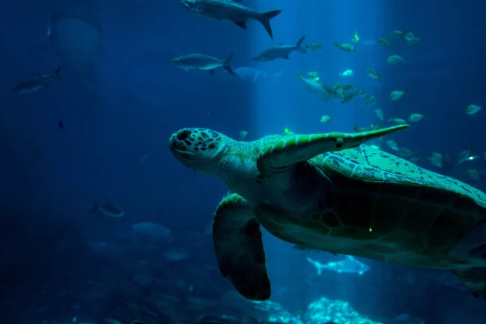 “pacote-azul”-da-cop30-propoe-investir-us$-116-bi-anuais-nos-oceanos “pacote-azul”-da-cop30-propoe-investir-us$-116-bi-anuais-nos-oceanos