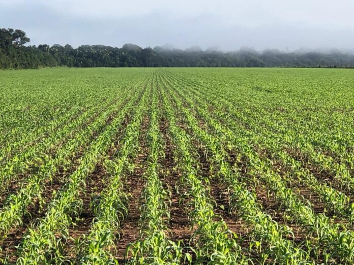 comunidades-rurais-enfrentam-inseguranca-alimentar-e-falta-de-credito
