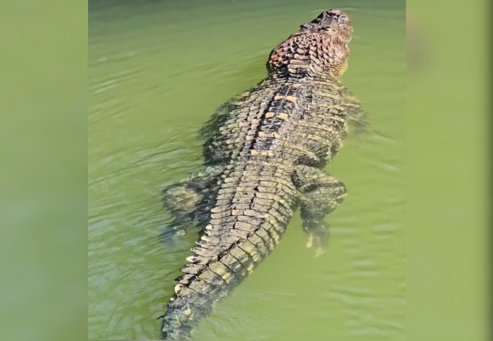 pescador-registra-jacare-gigante-nadando-tranquilo-na-ilha-do-bananal:-‘de-estimacao’ pescador-registra-jacare-gigante-nadando-tranquilo-na-ilha-do-bananal:-‘de-estimacao’