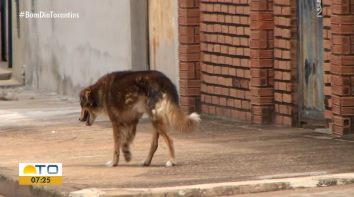 abandono-ou-maus-tratos:-entenda-legislacao-que-protege-animais-domesticos-no-tocantins abandono-ou-maus-tratos:-entenda-legislacao-que-protege-animais-domesticos-no-tocantins