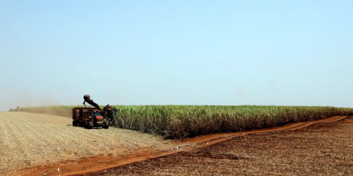 ibge-preve-safra-recorde-de-346-milhoes-de-toneladas-em-2025