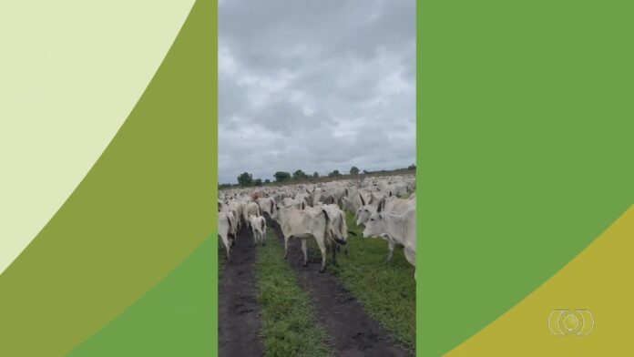 videos:-jornal-do-campo-to-de-domingo,-1o-de-fevereiro-de-2026