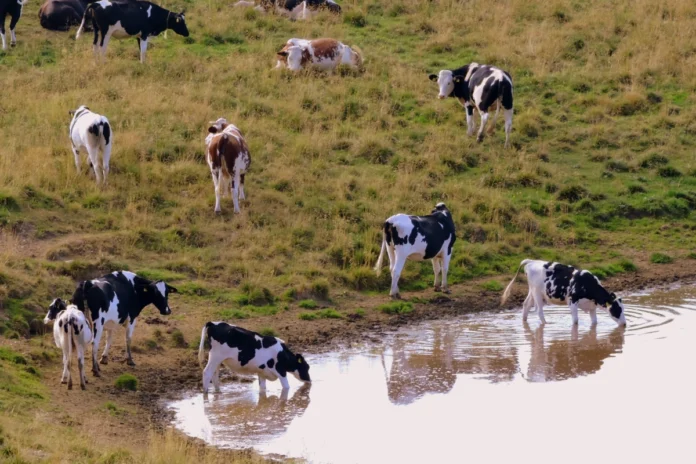 agronegocio-brasileiro-usa-volumes-recordes-de-agua-para-gado-e-soja