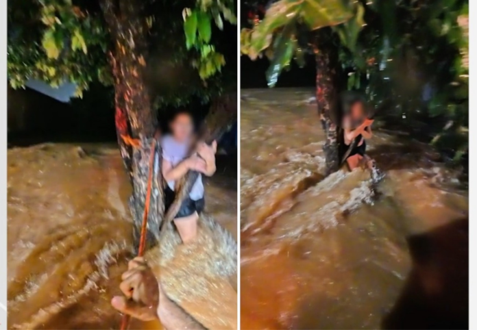 mulher-e-resgatada-pelo-corpo-de-bombeiros-apos-ficar-ilhada-e-se-agarrar-em-arvore-no-to;-video