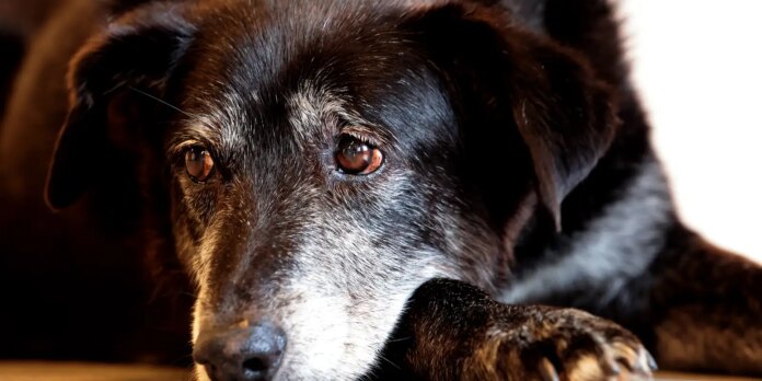 rio-ganha-nucleo-de-protecao-e-defesa-dos-animais