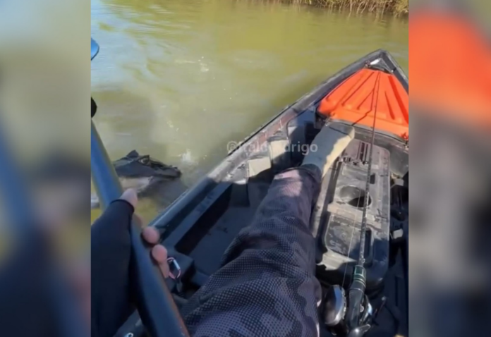 jacare-gigante-tenta-levar-peixe-de-anzol-em-ilha-no-to-e-pescador-reage-com-remo;-video