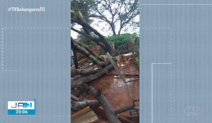 temporal-derruba-arvores-e-destroi-abrigo-de-caes-em-palmas;-video