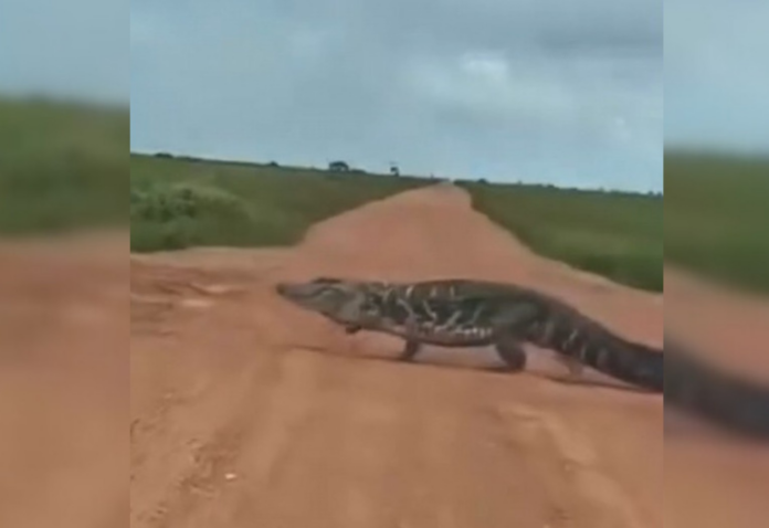 jacare-atravessando-estrada-no-tocantins-impressiona-pelo-tamanho;-video