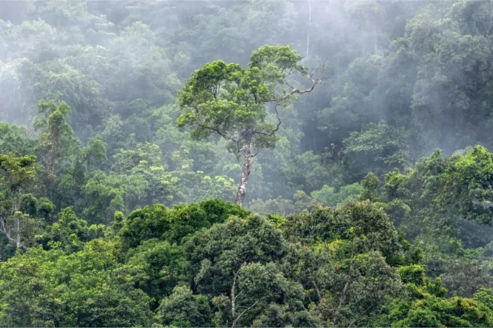 chuva-produzida-pela-amazonia-vale-mais-de-r$-100-bilhoes-por-ano