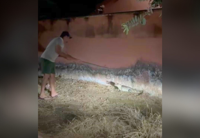 jacare-surge-no-portao-de-casa-e-deixa-moradora-‘apavorada’-no-interior-do-tocantins;-video