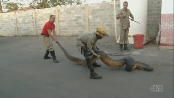videos:-jornal-do-campo-–-to-deste-domingo,-1o-de-marco-de-2026