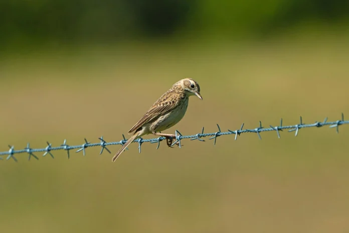 nos-eua,-aves-entram-em-rapido-declinio-em-areas-de-agricultura-intensiva
