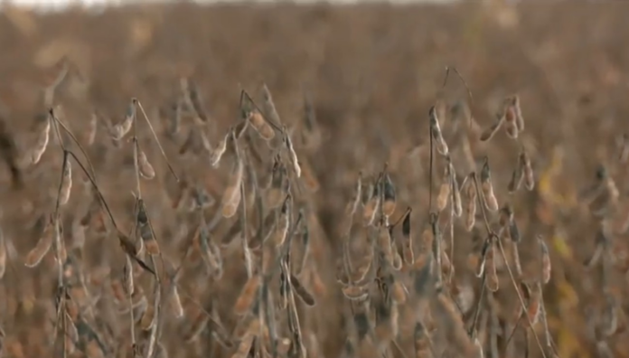 acumulo-de-chuva-prejudica-colheita-de-soja-e-plantio-de-milho-no-tocantins;-entenda