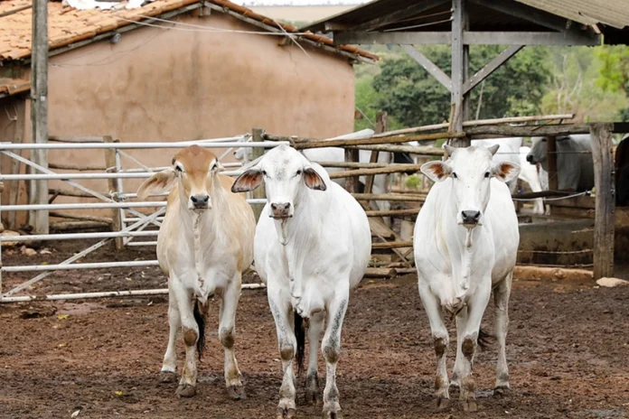 apos-embates-com-o-agronegocio,-governo-lanca-oficialmente-o-plano-clima