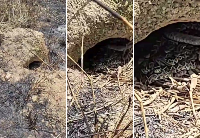 tocantins-soma-1,5-mil-picadas-de-serpentes-em-pouco-mais-de-dois-anos;-veja-cuidados