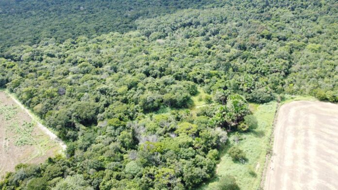 veja-como-e-a-area-onde-mecanico-agricola-ficou-20-dias-desaparecido-no-tocantins