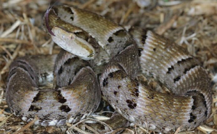 jararaca,-cascavel-e-outras:-veja-quais-sao-as-serpentes-que-mais-causam-acidentes-no-tocantins