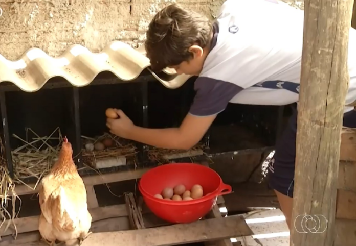 menino-de-11-anos-vira-exemplo-de-empreendedorismo-com-producao-de-ovos-em-palmas