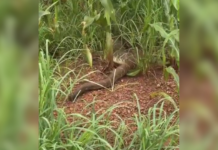 Engenheiro se surpreende com cobra gigante em estrada no interior do TO; VÍDEO engenheiro-se-surpreende-com-cobra-gigante-em-estrada-no-interior-do-to;-video