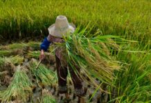 Garantia de direitos trabalhistas no campo ainda enfrenta desafios garantia-de-direitos-trabalhistas-no-campo-ainda-enfrenta-desafios