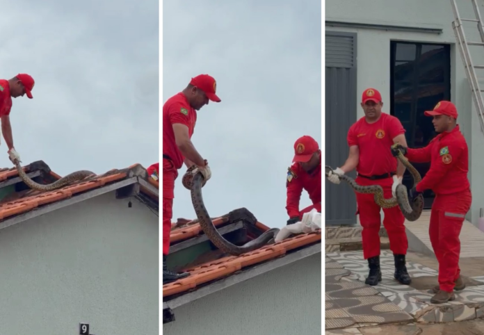 sucuri-de-quase-4-metros-e-retirada-de-telhado-de-casa-no-to;-veja-video