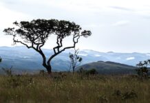 Acordo prevê recuperação de 3,3 mil hectares de área degradada no Cerrado, segundo MPTO acordo-preve-recuperacao-de-3,3-mil-hectares-de-area-degradada-no-cerrado,-segundo-mpto