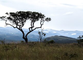 acordo-preve-recuperacao-de-3,3-mil-hectares-de-area-degradada-no-cerrado,-segundo-mpto