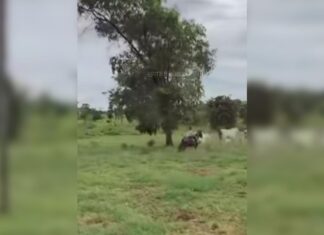 filha-de-6-anos-do-sertanejo-henrique-viraliza-nas-redes-sociais-ao-tocar-gado-sozinha;-video