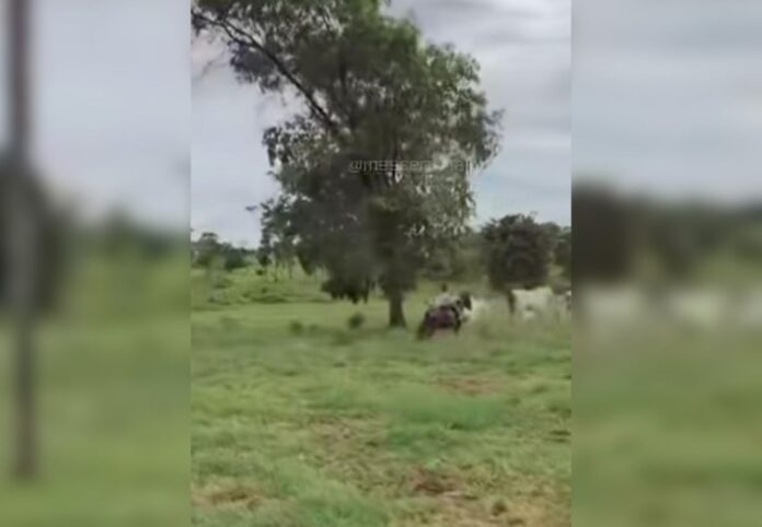 filha-de-6-anos-do-sertanejo-henrique-viraliza-nas-redes-sociais-ao-tocar-gado-sozinha;-video